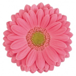 Mini Gerbera - 10 Stems Hot Pink/Black Center