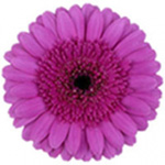 Mini Gerbera - 70 Stems Picture Perfect