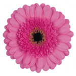 Mini Gerbera - 10 Stems Pink/Green Center