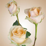 Rose - Versilia 40cm - Click Image to Close