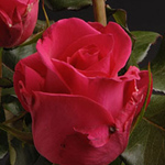 Rose - Hot Lady 40cm - Click Image to Close
