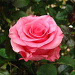 Rose - Ballet 60cm