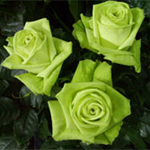 Rose - Green Tea 40cm - Click Image to Close