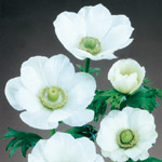 Anemone - White