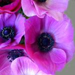 Anemone - Hot Pink