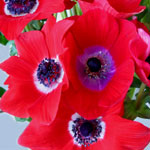 Anemone - Red