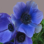 Anemone - Deep Blue