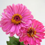 Zinnia - Pink