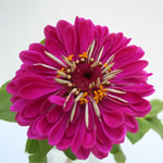 Zinnia - Hot Pink