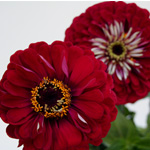 Zinnia - Burgundy