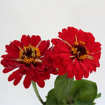 Zinnia - Red