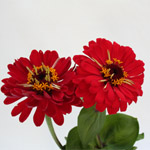 Zinnia - Red