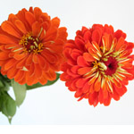 Zinnia - Orange