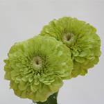 Zinnia - Green