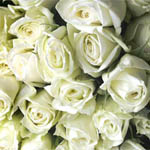 200 White Roses - 50cm