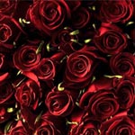 150 Red Roses - 60cm
