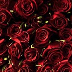 250 Red Roses - 40cm