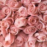 150 Pink Roses - 60cm