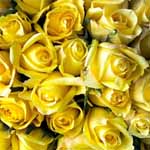 200 Yellow Roses - 50cm