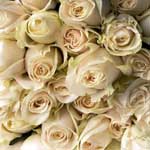 250 Cream Roses - 40cm