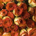 250 Orange Roses - 40cm
