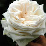 Garden Rose - White O'Hara