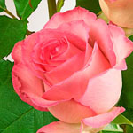 Rose - Sweet Unique 40cm - Click Image to Close