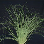 Bear Grass - Green