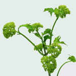 Modal Additional Images for Viburnum