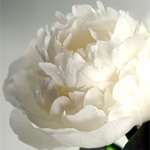 Peony - White