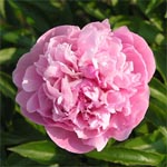 Peony - Light Pink