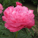 Peony - Pink