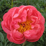 Peony - Coral