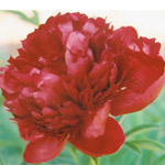 Peony - Red