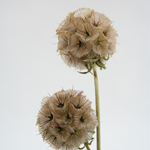 Scabiosa Pods