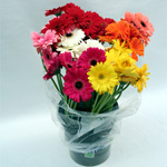 Mini Gerbera - 70 Stems Mixed