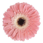 Gerbera - 50 Stems Pink/Black Center