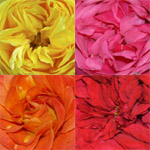 Garden Roses - 4 Bunches