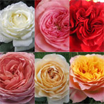Garden Roses - 6 Bunches