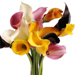 100 Mini Callas - Mix/Match Colors