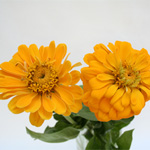 Zinnia - Yellow