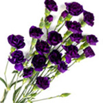 Mini Carnations - Purple