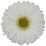 Mini Gerbera - 10 Stems White/Green Center