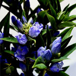 Gentiana