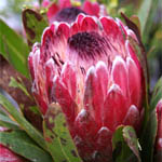 Protea - 5 Stems Pink Mink