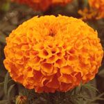 Marigolds - Orange