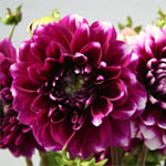 Dahlia - Fuchsia