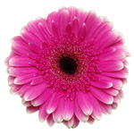 Gerbera - 50 Stems Hot Pink/Black Center