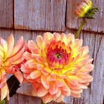 Dahlia - Coral