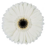 Gerbera - 5 Stems White/Black Center